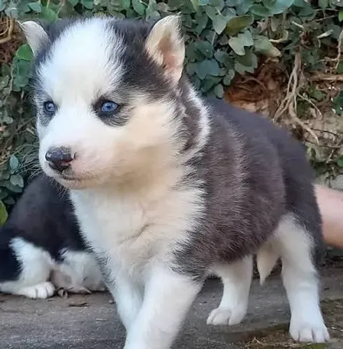 Husky siberiano filhotes