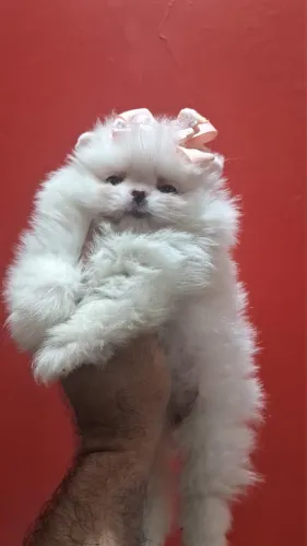 Spitz alemão-Pequeno porte com temperamento estável