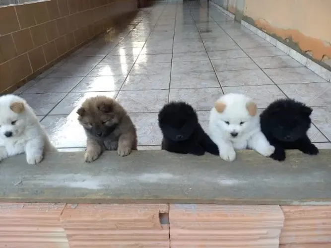 Chow CHow todas as cores, bem parrudos, americano e primitivo