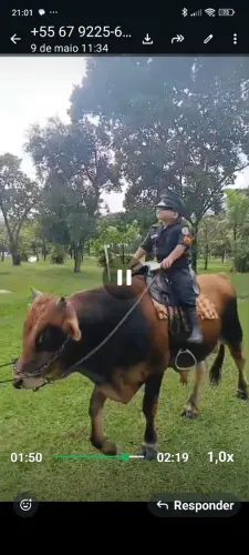 Boi domado
