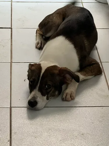 Doação de cachorro 