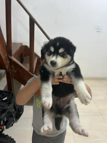 Husk siberiano aceito cartão de crédito 