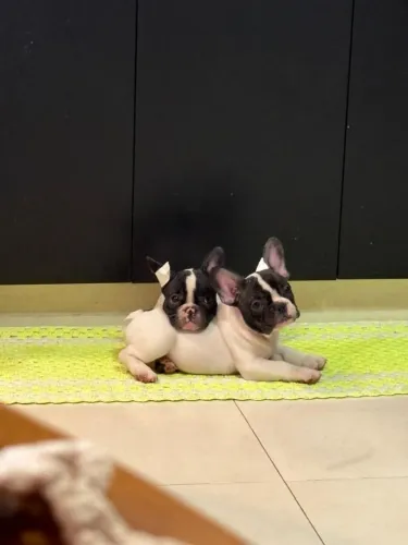 Cachorro Bulldog Francês 