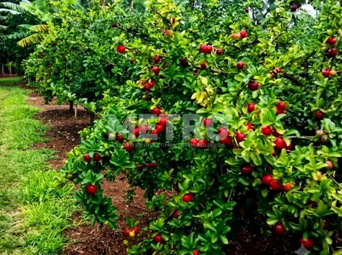 Fazenda em produção com 10,5 Hectares à venda, Petrolina-PE