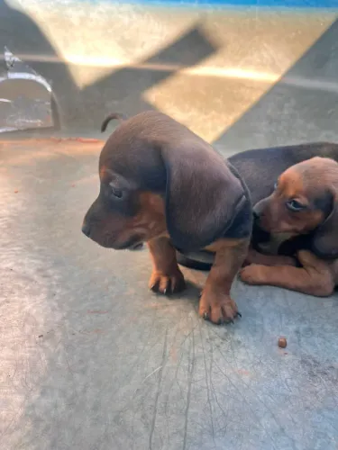 Basset Dachshund