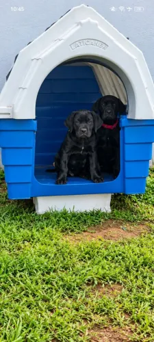 Cane corso