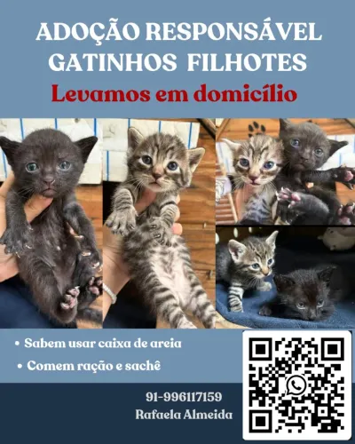 DOAÇÃO - GATINHOS FILHOTES PARA ADOÇÃO - ENTREGAMOS A DOMICILIO