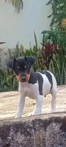 Filhote de Fox paulistinha 