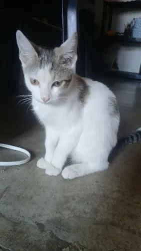 Estou doando duas gatas.