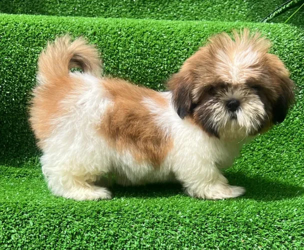 Shih Tzu brincalhão