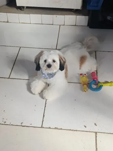 Cachorro shih tzu