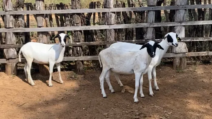 Têrno soinga 1 macho 2 fêmeas ovelha Carneiro