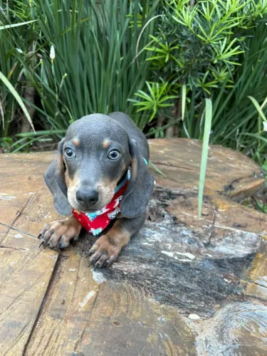 DASHCHUND BLUE MACHO