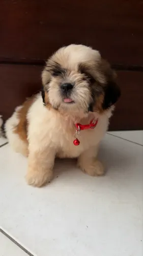 Filhote Shih Tzu Macho 