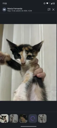 DOAÇÃO GATOS FILHOTES