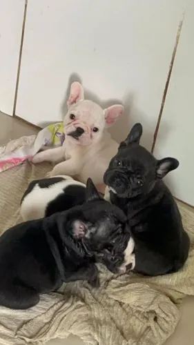 Buldogue Francês Filhote Cheio de Personalidade e Carinho
