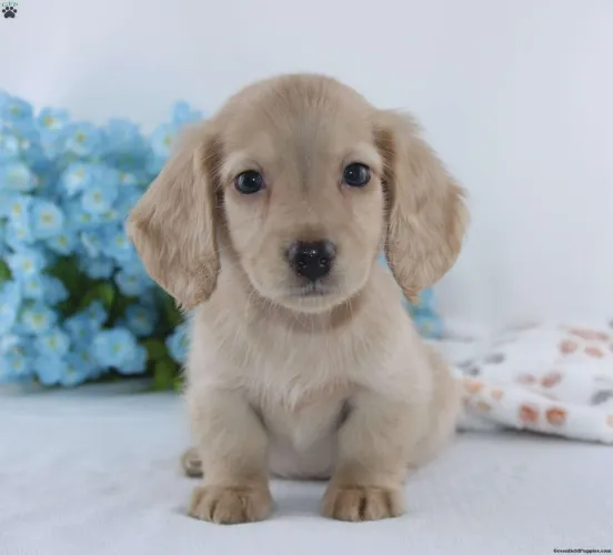 Dachshund Pronta entrega com muito amor