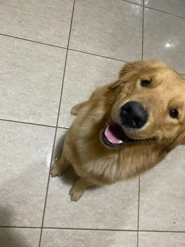 GOLDEN A PROCURA DE UMA NAMORADA