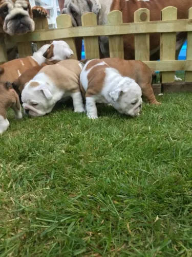Bulldog Inglês,Bulldog Inglês Filhote Pronto Para Novo Lar