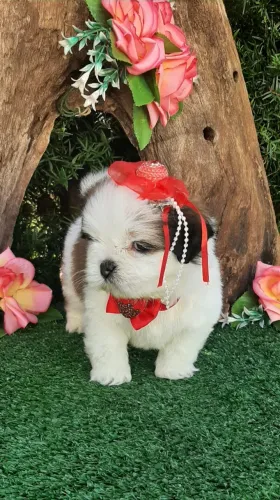 Linda BABY SHIH-TZU já sendo educada entrega e higienização gratuita e vacinada.