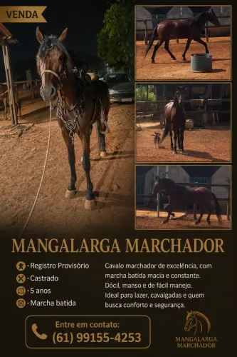 Cavalo manso, registro provisório 5 anos 