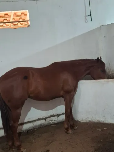 Potro 2 anos e meio a venda