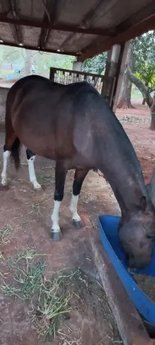 Égua MM vendo ou troco