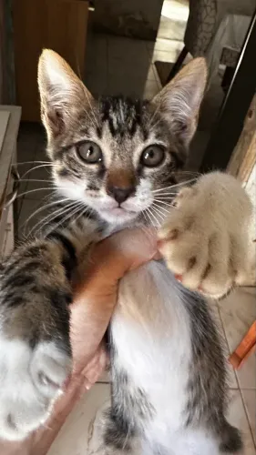 estou doando gato dócil com 2 meses