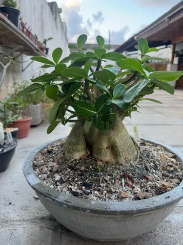 Rosa do deserto