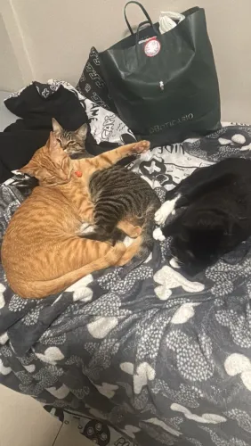Doação de gatos