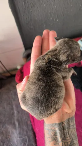 Pinscher Exótico