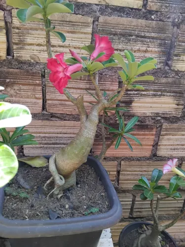 Rosas do deserto
