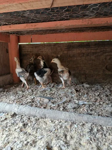 Gsb balão (pintinhos)