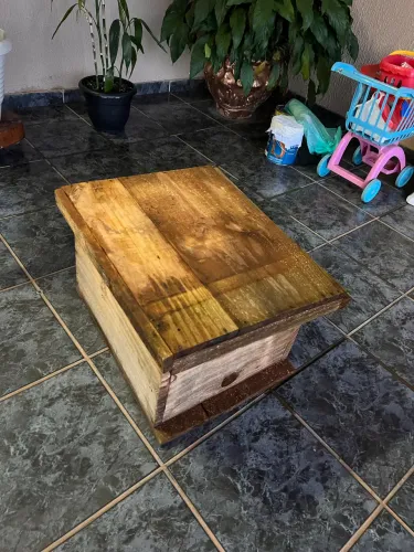 Colmeia Forte de Abelhas Europeias (Apis mellifera) - Pronta para Produção