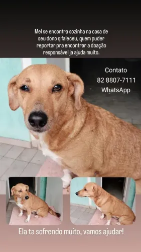 Uma linda cadelinha pra doar com responsabilidade 