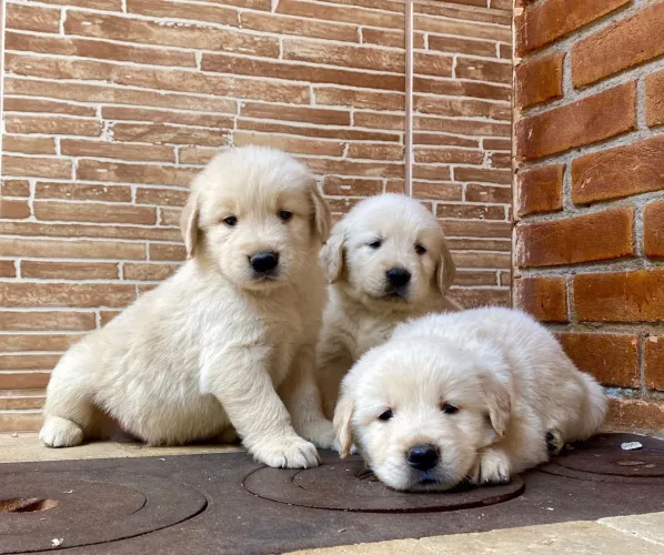 Golden Retriever vendas filhote