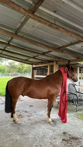 Cavalo Crioulo