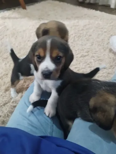 Filhotes de beagle 