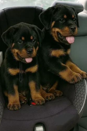 Rottweiler Um pet para quem gosta de personalidade