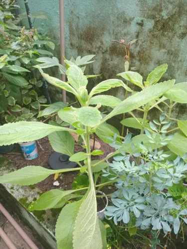 Plantas para culinária/medicinais