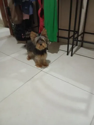 Cachorro 