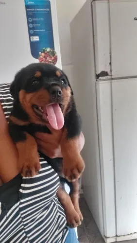 Bebe Rotwaler cabeça de touro