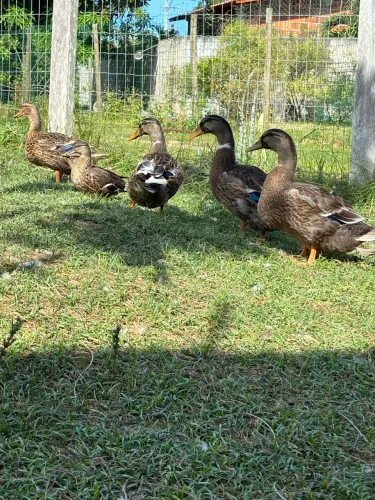 Animais 