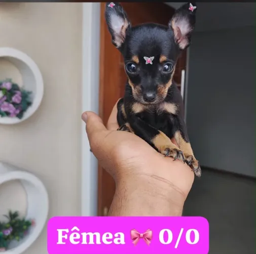 Pinscher fêmea 50 dias vacinada