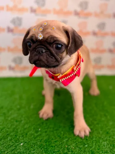 Pug Fêmea