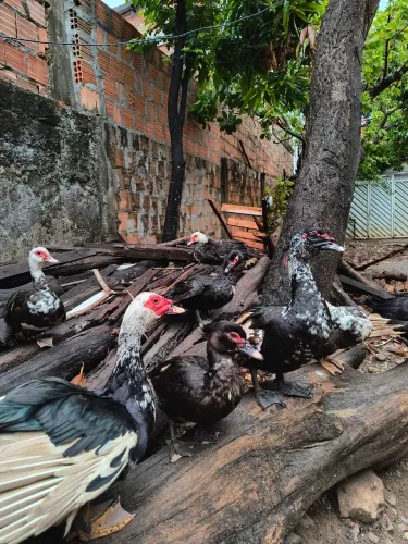 Patos Machos e Fêmea por 20 reais 