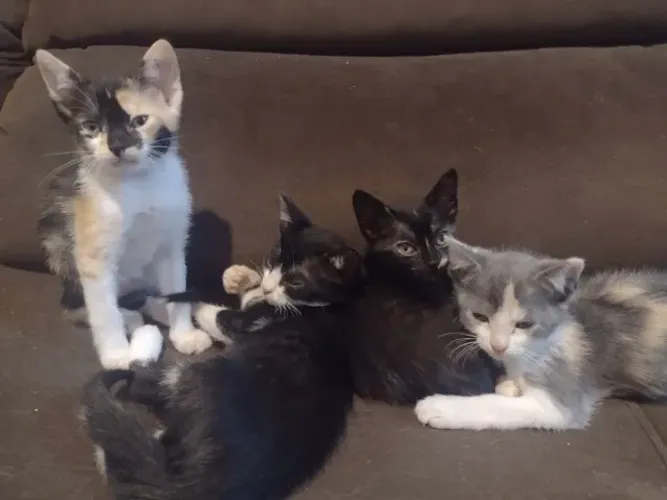 Gatinhos para adoção