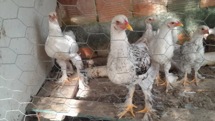 Vendo frangos Brahma 