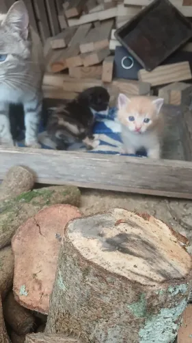 Doação de gatinhos