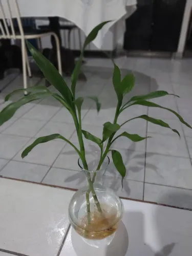 Bambu da sorte (apenas haste)